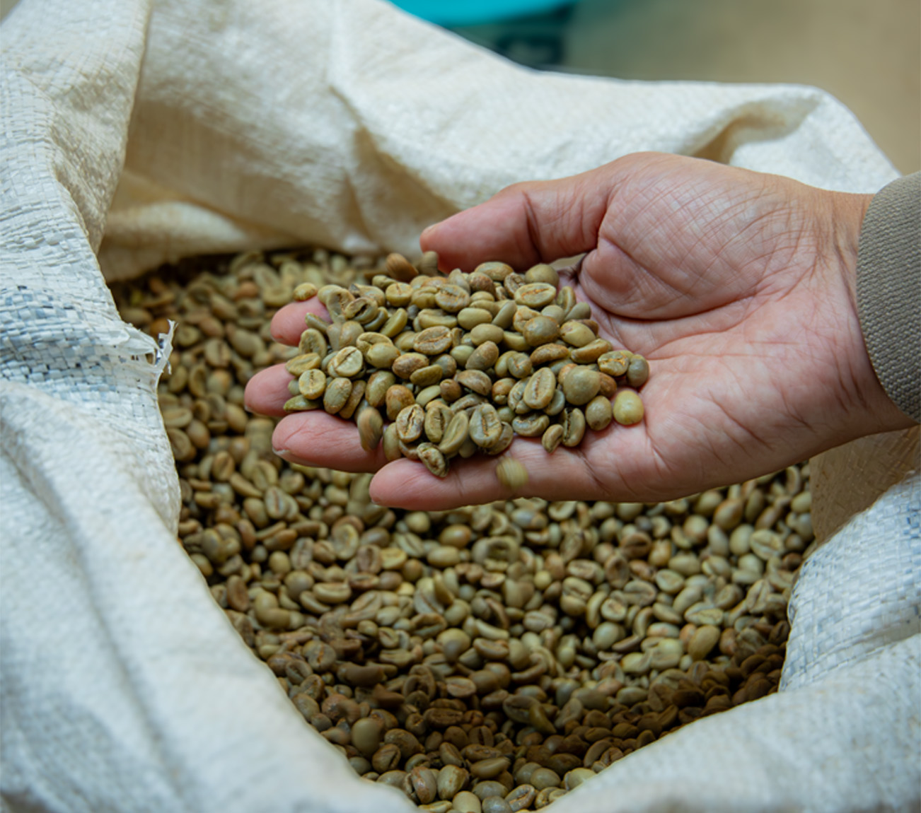 Raw greenbean coffee close-up showing quality and size