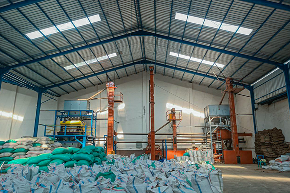 Green coffee beans warehouse at origin for sorting and storage