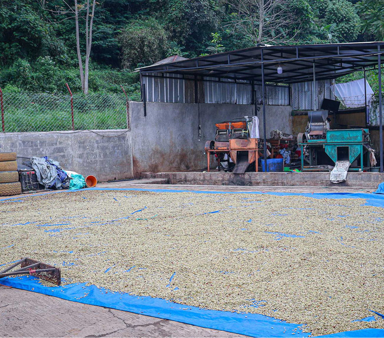 Green coffee drying and processing at origin under The Jungle Coffee quality control